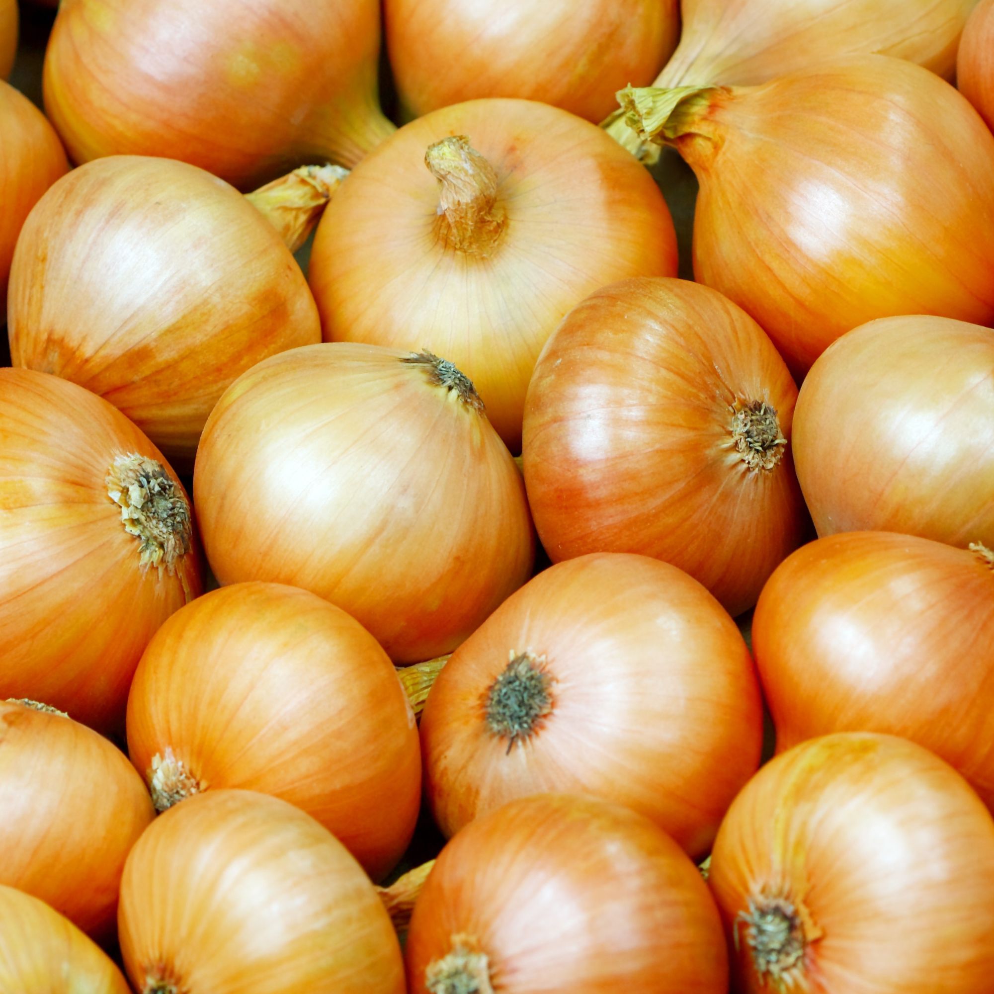 Onion Sets - Spanish Yellow - 100 Sets - Biennial - Allium cepa - Non-GMO Heirloom Onion Bulb Starts for Gardening. Plant Garden